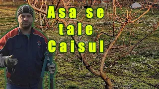 Cum se face Taierea Caisului  - 1?