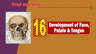 16. Development of the face, palate, and tongue