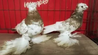 Голуби Кептерлер Pigeons