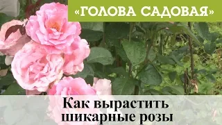 Голова садовая - Как вырастить шикарные розы