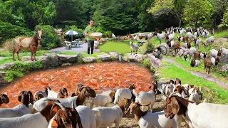 Genius Method for Successful Free-range Farming! Thousands of Tilapia Fish & Harvesting Duckweed!