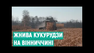 Жнива кукурудзи на Вінниччині: який врожай цьогоріч