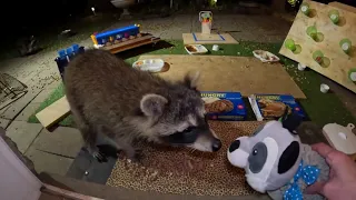 T.V. dinners for my raccoons !!!