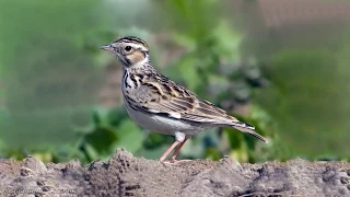 Birds' voices How the lark of the forest Lullula arborea sings