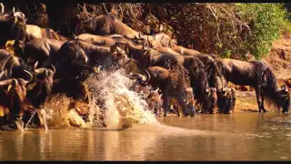 Wild Africa 3D Trailer