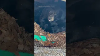 Hibernating bear found under family's deck