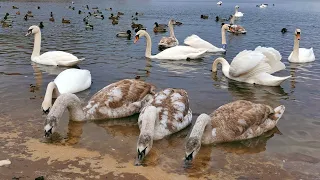 Лебеди в парке Наталка, Оболонская набережная, парк Наталка, Киев 🇺🇦