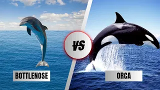 Orca (killer whale) Vs Bottlenose dolphin