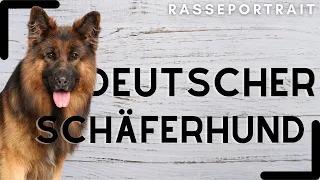 Deutscher Schäferhund - Ursprung, Charakter & Haltung
