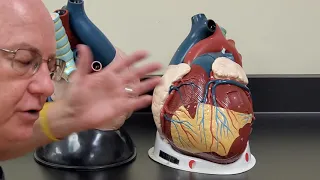 Professor Long 2402 Lab 2.3 Heart Anatomy