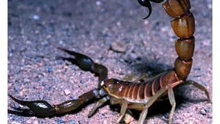 National Geographic - The Scorpion - wildlife animals