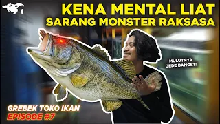 #EPS07 GREBEK TOKO IKAN l ADA LARGEMOUTH BASS PREDATOR RAKSASA DI GUNUNGSARI SURABAYA