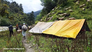 Nepali Mountain Village Life | Sheep Shepherd Life | Rainy Day | Real Nepali Life🇳🇵
