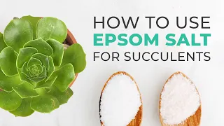 SUCCULENT CARE TIPS | HOW TO USE EPSOM SALT TO FERTILIZE & ENCOURAGE YOUR SUCCULENTS TO BLOOM