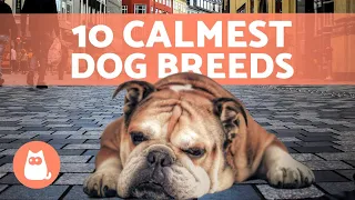 The Top 10 CALMEST DOG BREEDS🐶