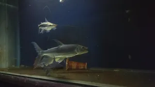 Tigerfish Goliath feeding