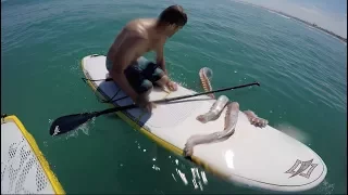 Giant Squid Attacks Surfboard!