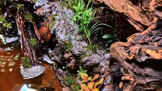 Палюдариум с водопадом 120*45*45. Осторожно! Длинное видео😁