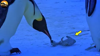 Heartbreaking! Penguin Cried Bitterly when Baby Penguin Death | Latest Wild