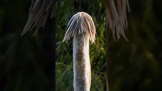 Beautiful birds #lovely #cute #bird #wildlife #relaxing #satisfying #short