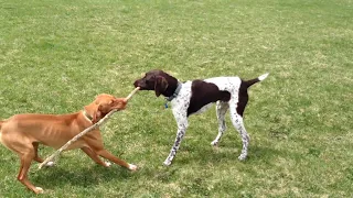 Vizsla  vs German Short Haired Pointer