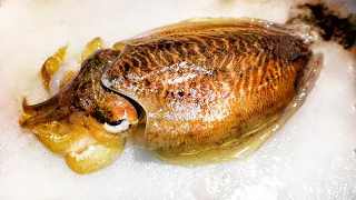 살아 숨 쉬는 갑오징어 회 뜨기 Making cuttlefish sashimi  / amazing cuttlefish fillet master / コウイカ / Street Food