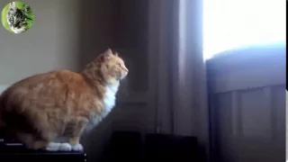 Удивительный прыжок кота Amazing cat jump