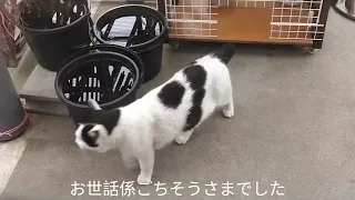 白黒猫ちゃん今日も来ました