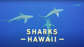 What It’s Like to See Sharks in Their Natural Habitat on Oahu