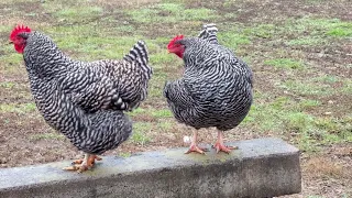 Plymouth Barred Rock Chickens on a peaceful morning on the farm in the Smokey Mountains Tennessee