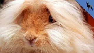 Angora Rabbits Are Skinned Alive