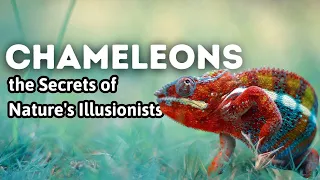 Chameleon Chronicles: Masters of Disguise | Unveiling the Secrets of Nature's Illusionists