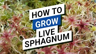 😍  Grow Live Sphagnum Inside A House 🌿  No Need For A Greenhouse Or A Growth Chamber For That.