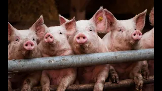 🆗ПОЧЕМУ перешёл с🐗 ВЬЕТНАМСКИХ на🐷 КРУПНЫХ свиней ‼️ ПЛЮСЫ и МИНУСЫ  обеих ПОРОД