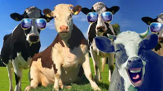 FUNNY COW DANCE 11 │ Cow Dance Song & Cow Videos 2024 (Crazy Official Music Video)