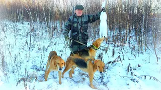 Охота на зайца стайкой Русских гончих. Гон был такой, аж шапка с головы лезла!