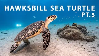 HAWKSBILL SEA TURTLE pt. 5 | Marine Species - Reptiles | Caribbean Sea