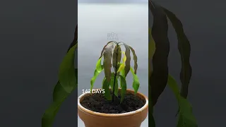 Mango tree grows 1 YEAR in 50 Seconds   Mango Tree time lapse