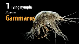 How to • Fly tying • Gammarus • fishing tips