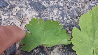 Eviter la confusion entre mauve et géranium