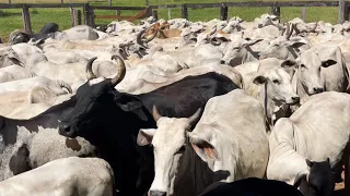 VACINAÇÃO DO GADO/ CUIDADOS ESPECIAIS 🙌 LIDA BRUTA NA ROÇA! FOI TENSO! FRAN ADORNO 😍