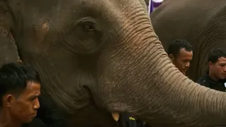 Elephants Released into the Wild | BBC Earth