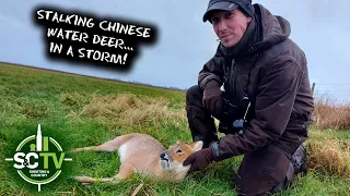 S&C TV | Deer management with Chris Rogers 6 | Chinese Water Deer hunting in the rut!