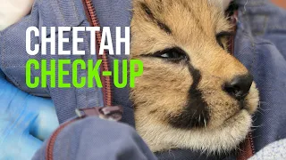 Cheetah Cubs Are Spot On At Health Check