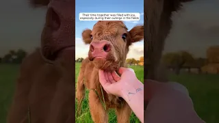 Kind-hearted man saved a calf and adopted it #animal #animalrescue #rescue #shorts