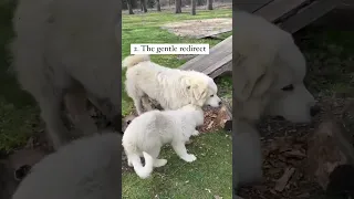 Watch Our Great Pyrenees Livestock Guardian Dog Train Our Puppy When She’s Chasing Goats #babygoats