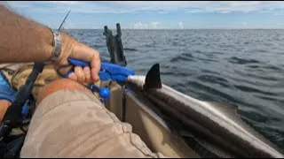 Tampa Bay Fishing - Cobia in the Kayak
