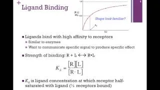 066-Ligand Binding