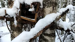 ПРОВЕРКА КАПКАНОВ#ВОЛК СБЕЖАЛ.