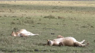 lion pride on a kill - part 11 - cubs with fat bellies